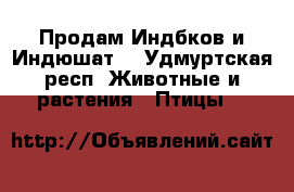 Продам Индбков и Индюшат  - Удмуртская респ. Животные и растения » Птицы   